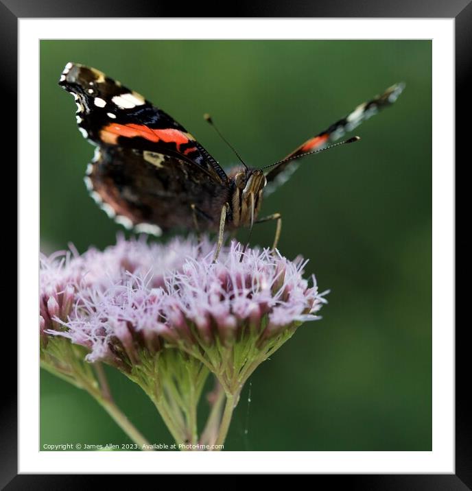 Butterfly  Framed Mounted Print by James Allen
