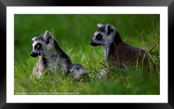 Lemurs Framed Mounted Print by James Allen