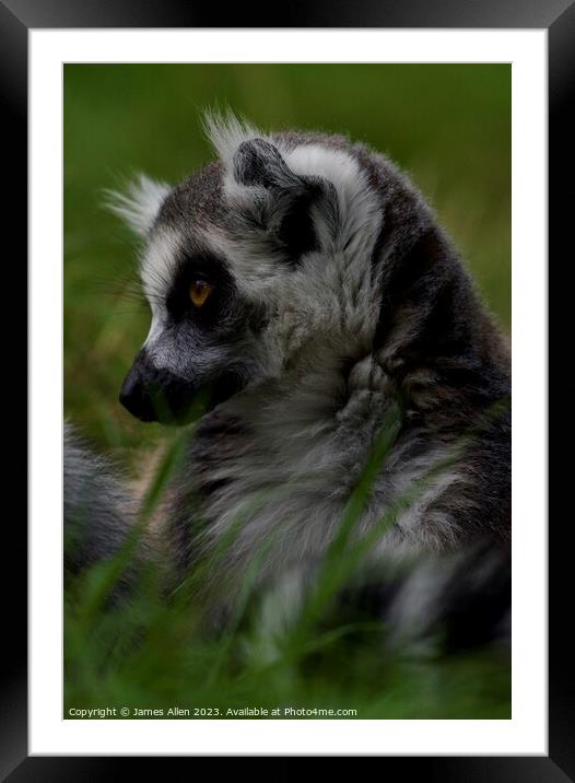Lemurs  Framed Mounted Print by James Allen