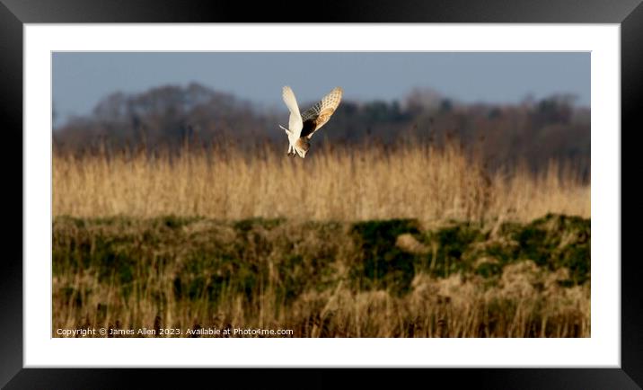 Barn Owls  Framed Mounted Print by James Allen