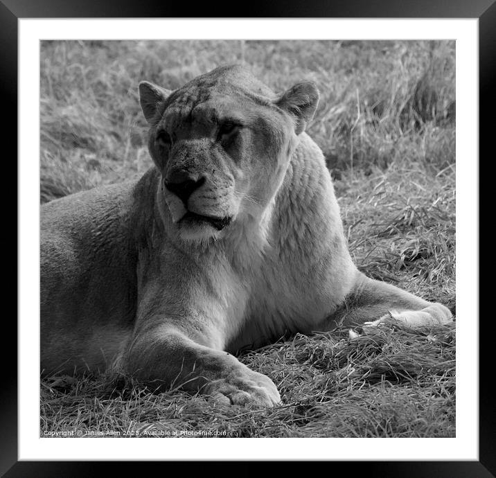 Lions Framed Mounted Print by James Allen