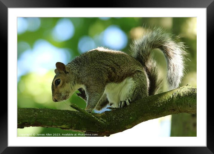 Squirrel Framed Mounted Print by James Allen