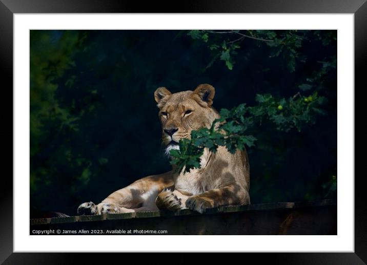 Lions Framed Mounted Print by James Allen