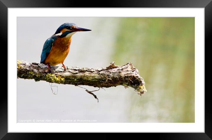 Kingfishers  Framed Mounted Print by James Allen
