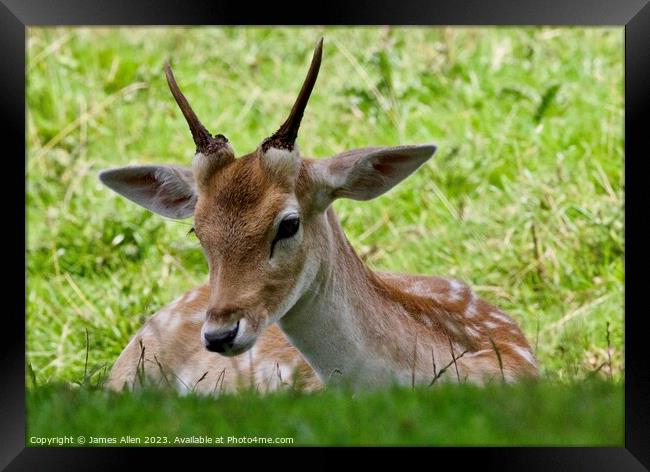 Deers Framed Print by James Allen