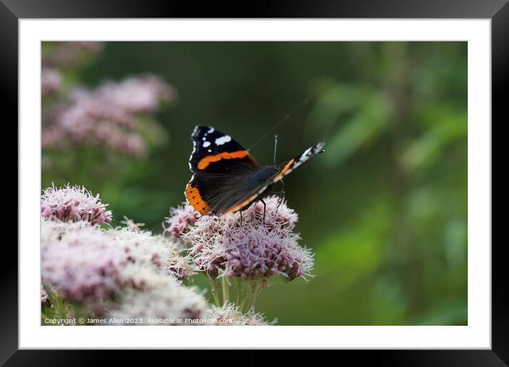 Butterfly  Framed Mounted Print by James Allen