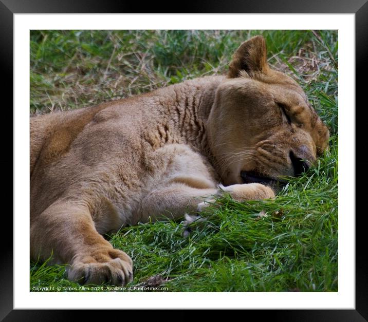 Lions  Framed Mounted Print by James Allen