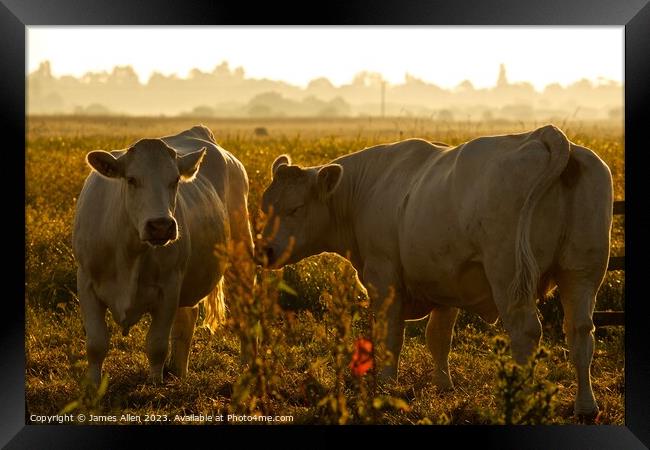 Cows  Framed Print by James Allen