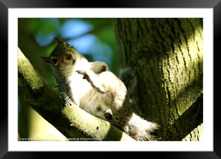 Squirrel  Framed Mounted Print by James Allen