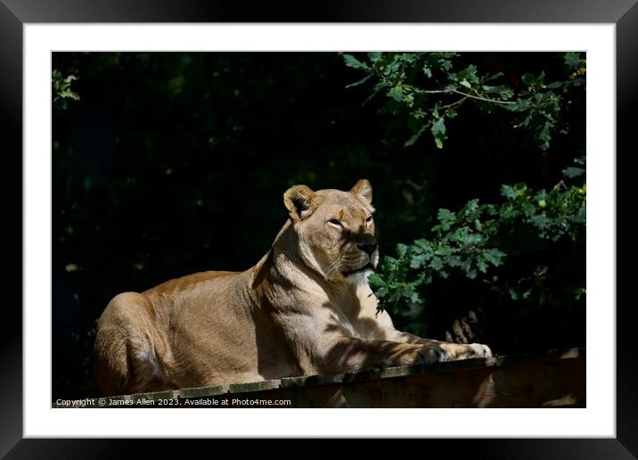 Lions  Framed Mounted Print by James Allen