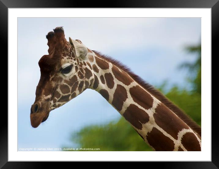 Giraffe  Framed Mounted Print by James Allen