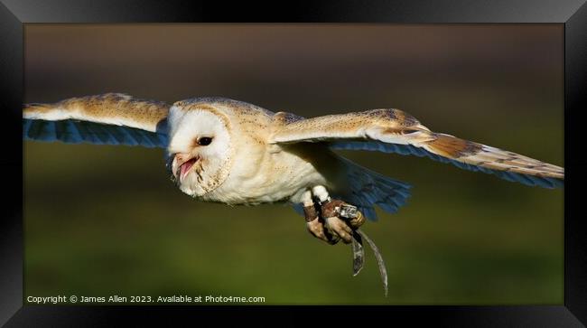 Barn Owls  Framed Print by James Allen