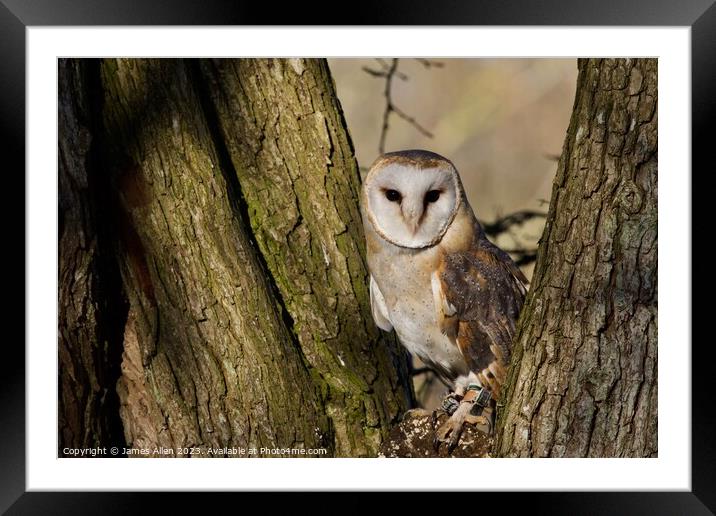 Barn Owls  Framed Mounted Print by James Allen