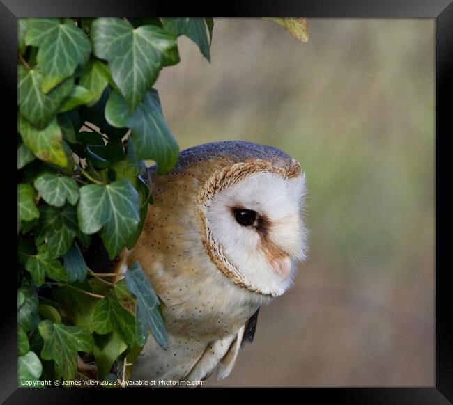 Barn Owls  Framed Print by James Allen