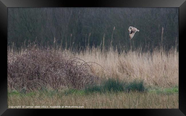 Short Eared Owls  Framed Print by James Allen