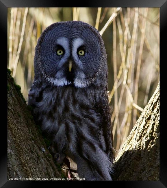 Great Grey Owls Framed Print by James Allen