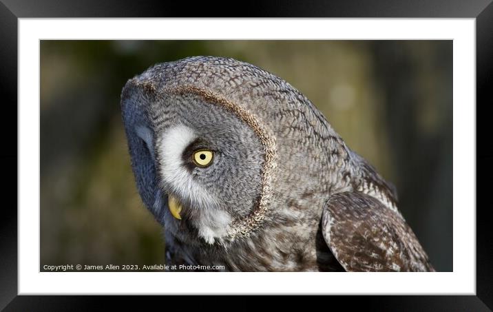Great Grey Owl  Framed Mounted Print by James Allen