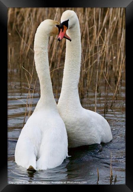 Swans  Framed Print by James Allen