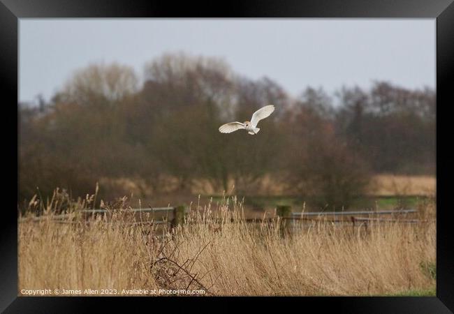 Barn Owl Hunting  Framed Print by James Allen