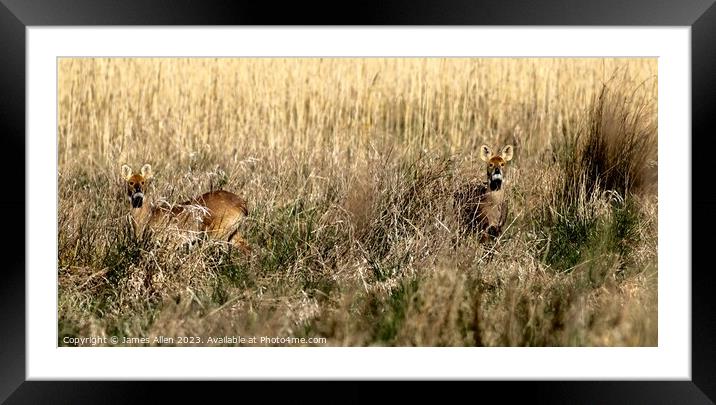 Deers Framed Mounted Print by James Allen