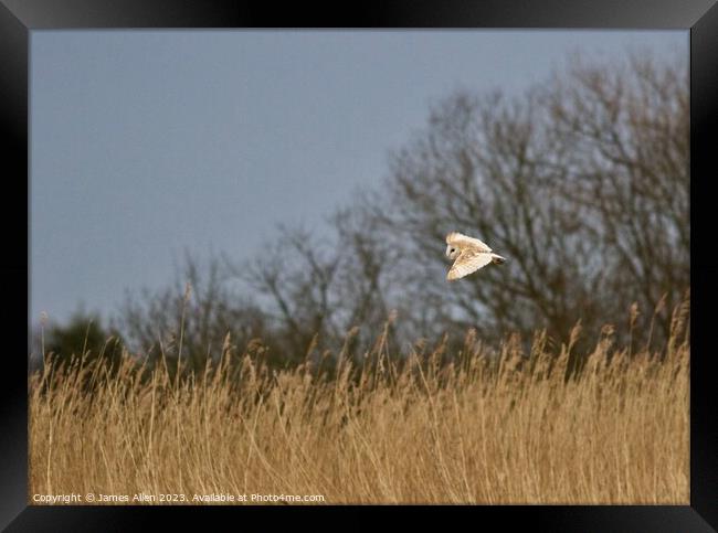 Barn Owl Hunting  Framed Print by James Allen