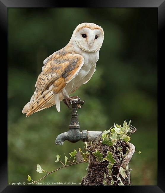 Barn Owl- White Lady Barn Owl  Framed Print by James Allen