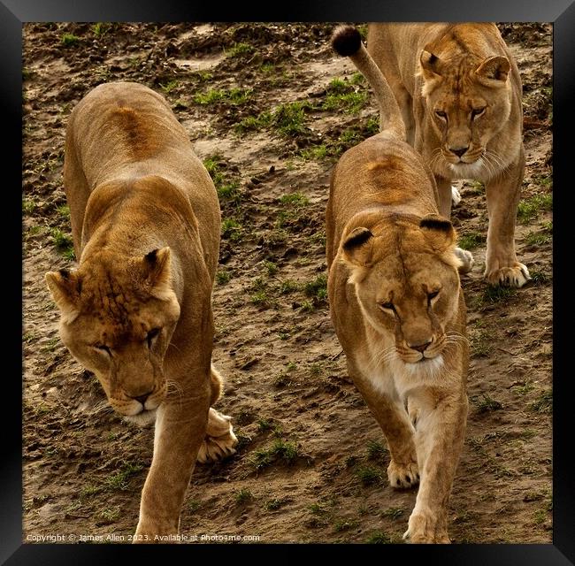 Lions in Sync  Framed Print by James Allen