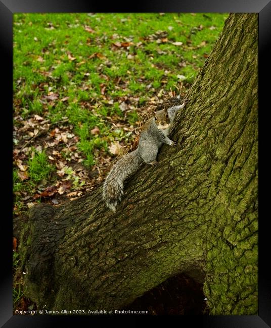 Grey Squirrel In a Tree  Framed Print by James Allen