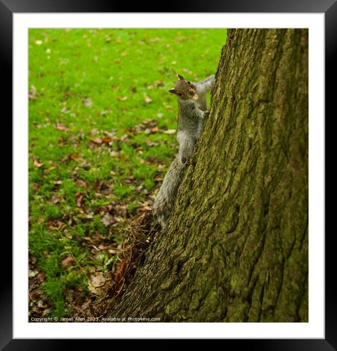 Grey Squirrel  Framed Mounted Print by James Allen
