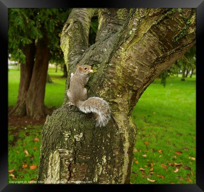 Grey Squirrel   Framed Print by James Allen