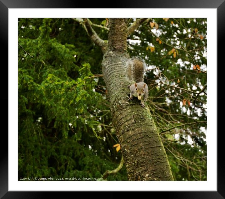 Grey Squirrel Climbing A Tree  Framed Mounted Print by James Allen