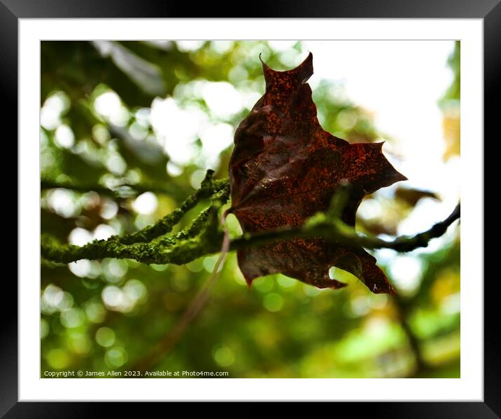 Autumn Leaf  Framed Mounted Print by James Allen