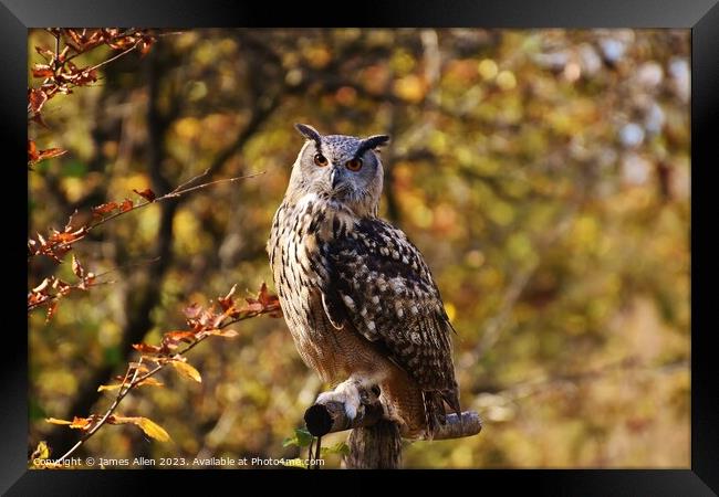 Short Eared Owl  Framed Print by James Allen