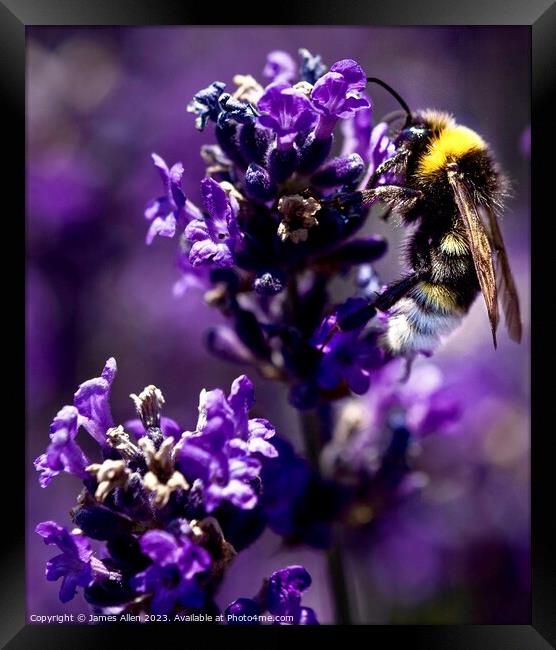 Bee closeup Framed Print by James Allen