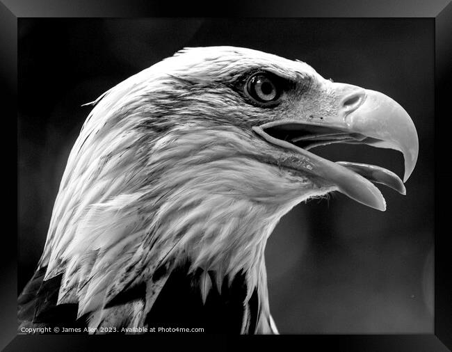 Eagle  Framed Print by James Allen