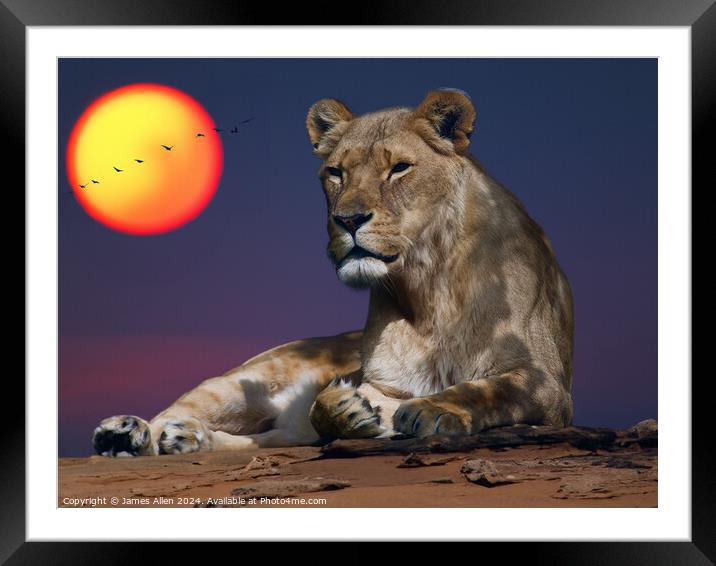 Beautiful Lion resting in the Safari Sunset Framed Mounted Print by James Allen
