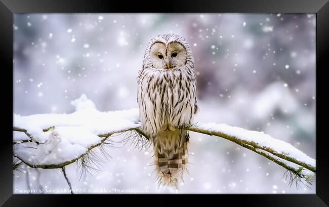 Cute Tawny Owl In Winter Wonderland  Framed Print by James Allen