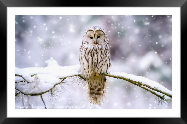 Cute Tawny Owl In Winter Wonderland  Framed Mounted Print by James Allen