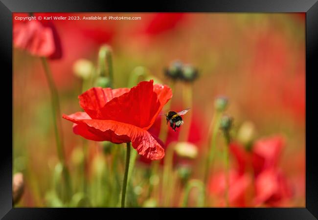 A Bee flying towards a bright red Poppy Framed Print by Karl Weller