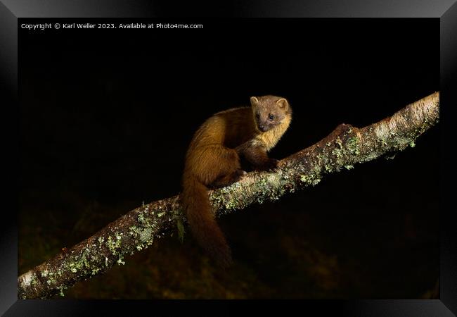 A Pine Marten poses at night Framed Print by Karl Weller