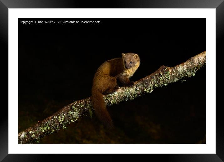A Pine Marten poses at night Framed Mounted Print by Karl Weller
