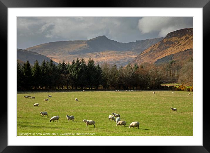 Grazing Sheep with Cir Mhor corbett mountain Isle  Framed Mounted Print by Arch White