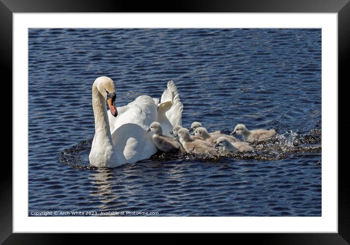 Mute Swan Mother's Love Framed Mounted Print by Arch White