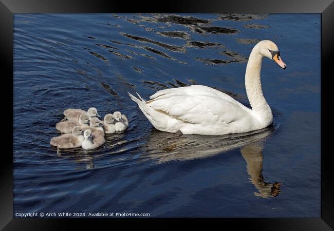 Mute Swan Mother's Love Framed Print by Arch White