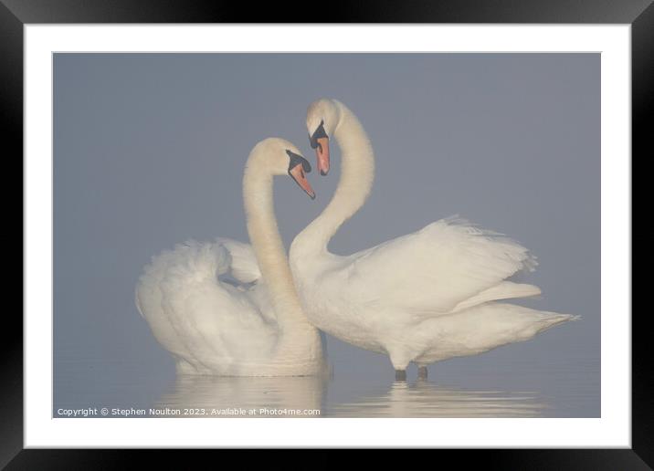 Swans on a misty lake Framed Mounted Print by Stephen Noulton