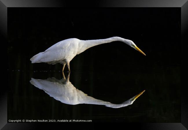 Great Egret stalking in the shadows Framed Print by Stephen Noulton