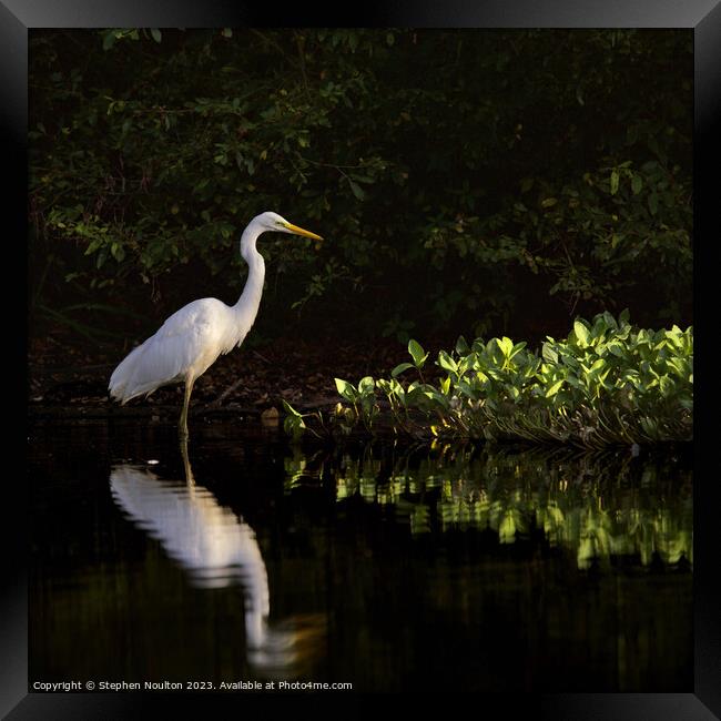 Great Egret at Sunrise Framed Print by Stephen Noulton