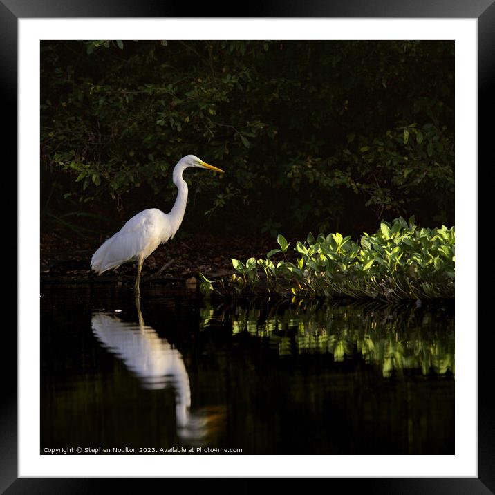 Great Egret at Sunrise Framed Mounted Print by Stephen Noulton