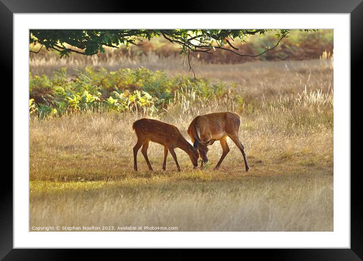 Two Friends (Red Deer and Fallow Deer) Framed Mounted Print by Stephen Noulton