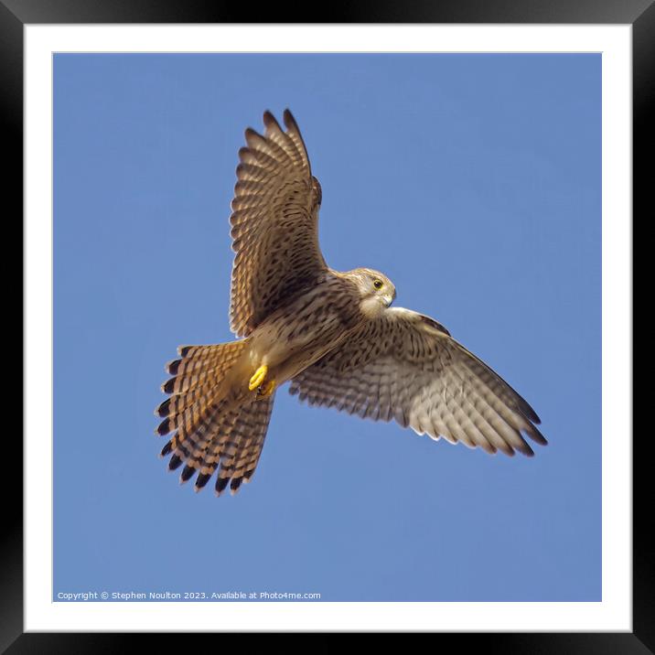 Hunting Kestrel  Framed Mounted Print by Stephen Noulton